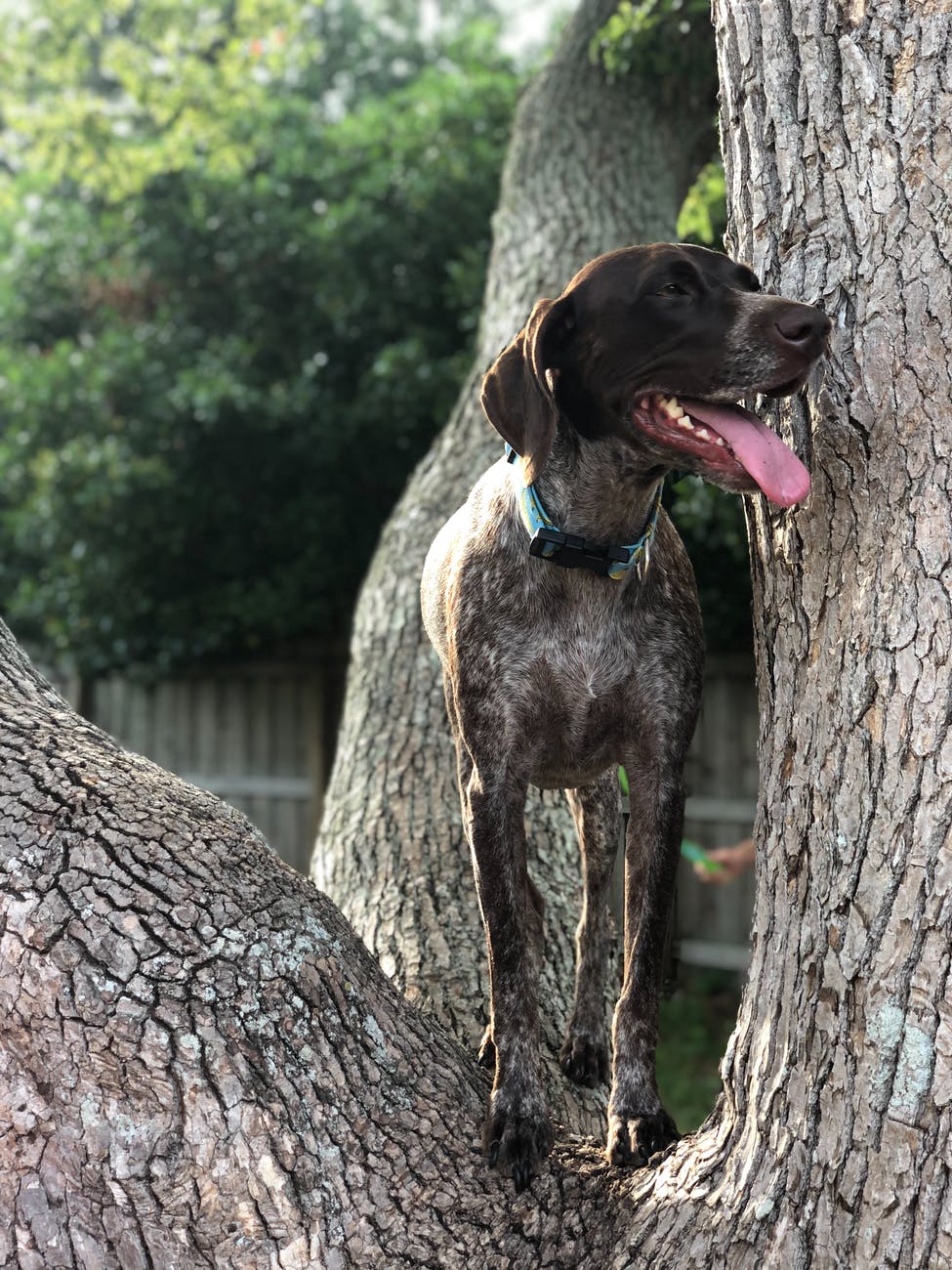 german shorthaired pointer on tree