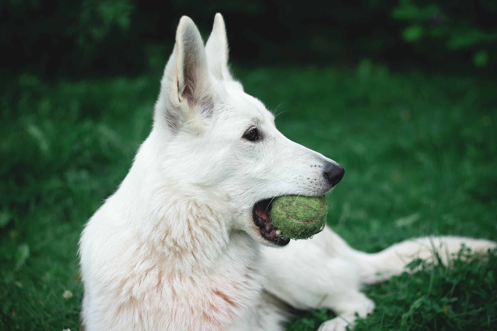 photography of a dog biting green tennis ball