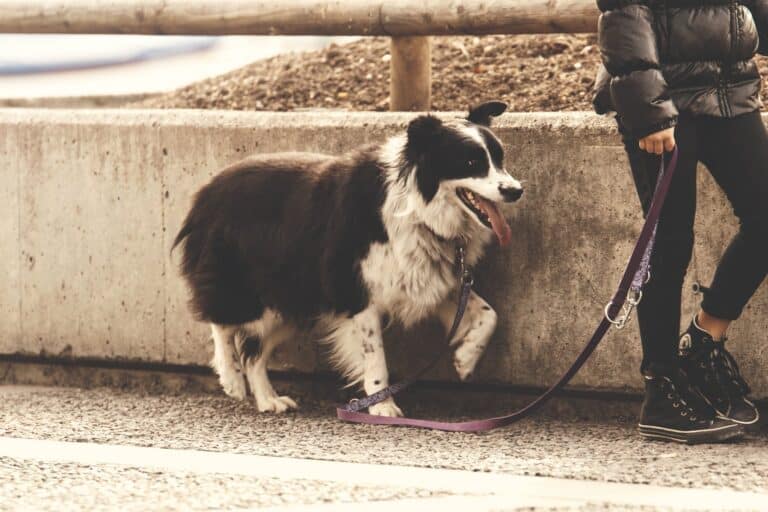 6 Underappreciated Benefits of Dog Walking From a Man’s Perspective